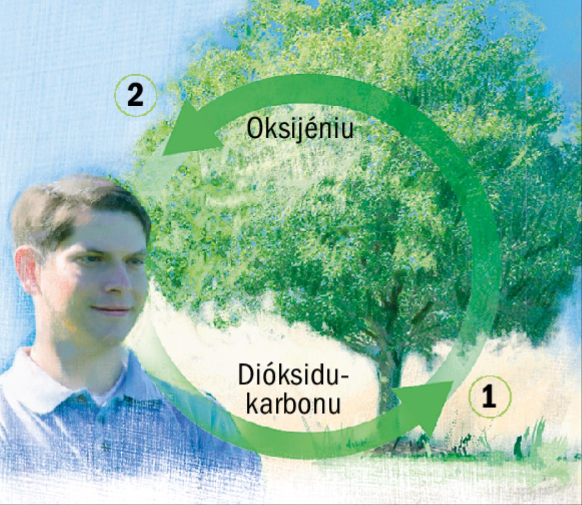 Siklu karbonu no oksijéniu nian