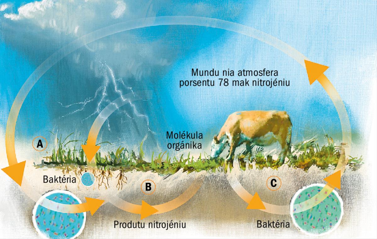Siklu nitrojéniu nian