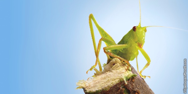 [ภาพ​หน้า 16]