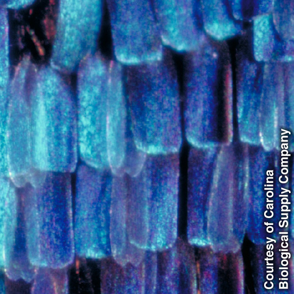 ภาพ​หน้า 15