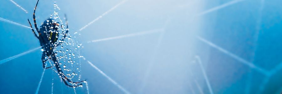 แมงมุม​ใย​กลม