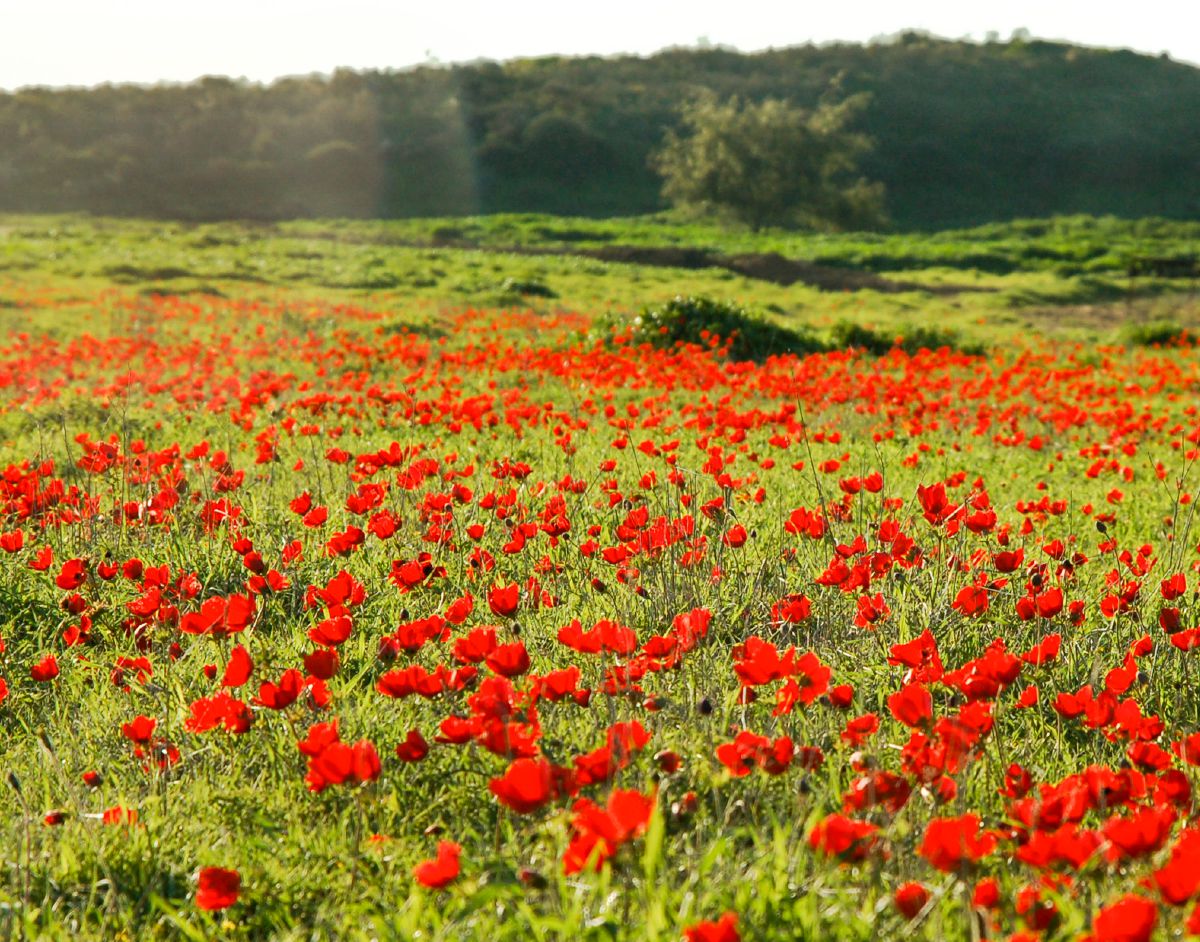 ดอกไม้​ใน​ทุ่ง