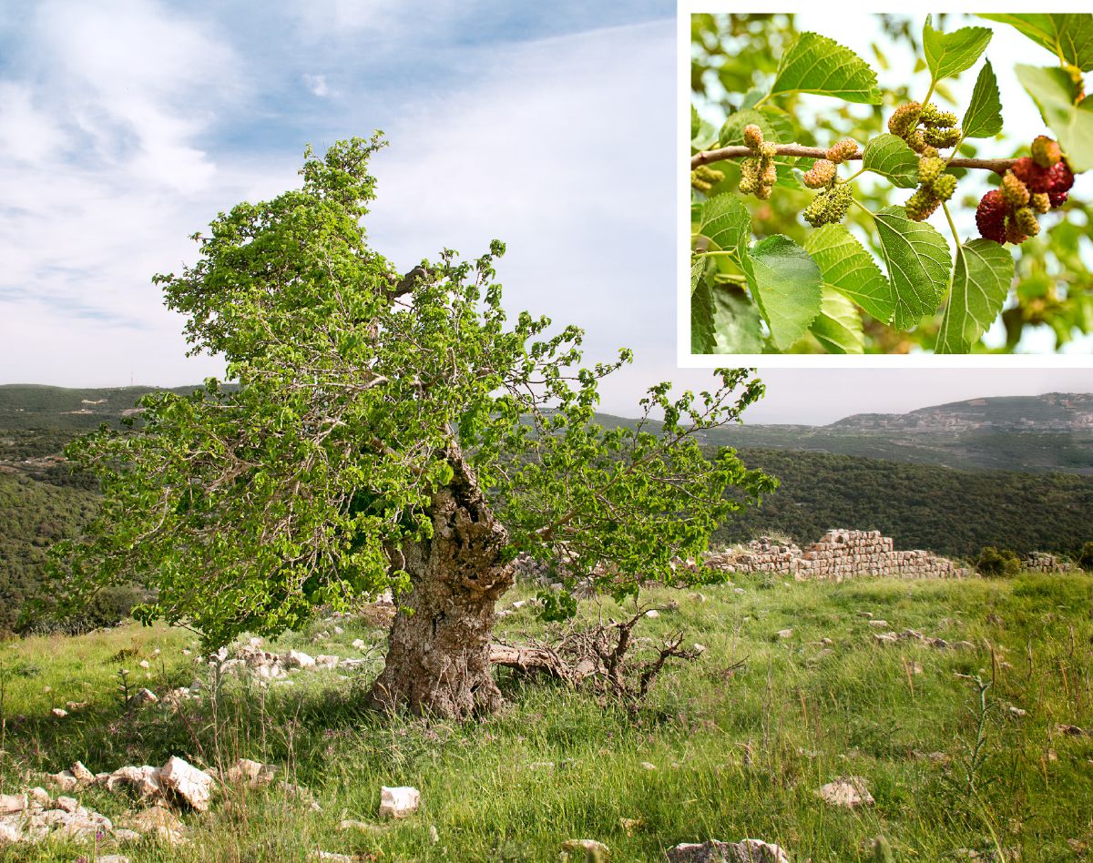 ต้น​หม่อน​ดำ