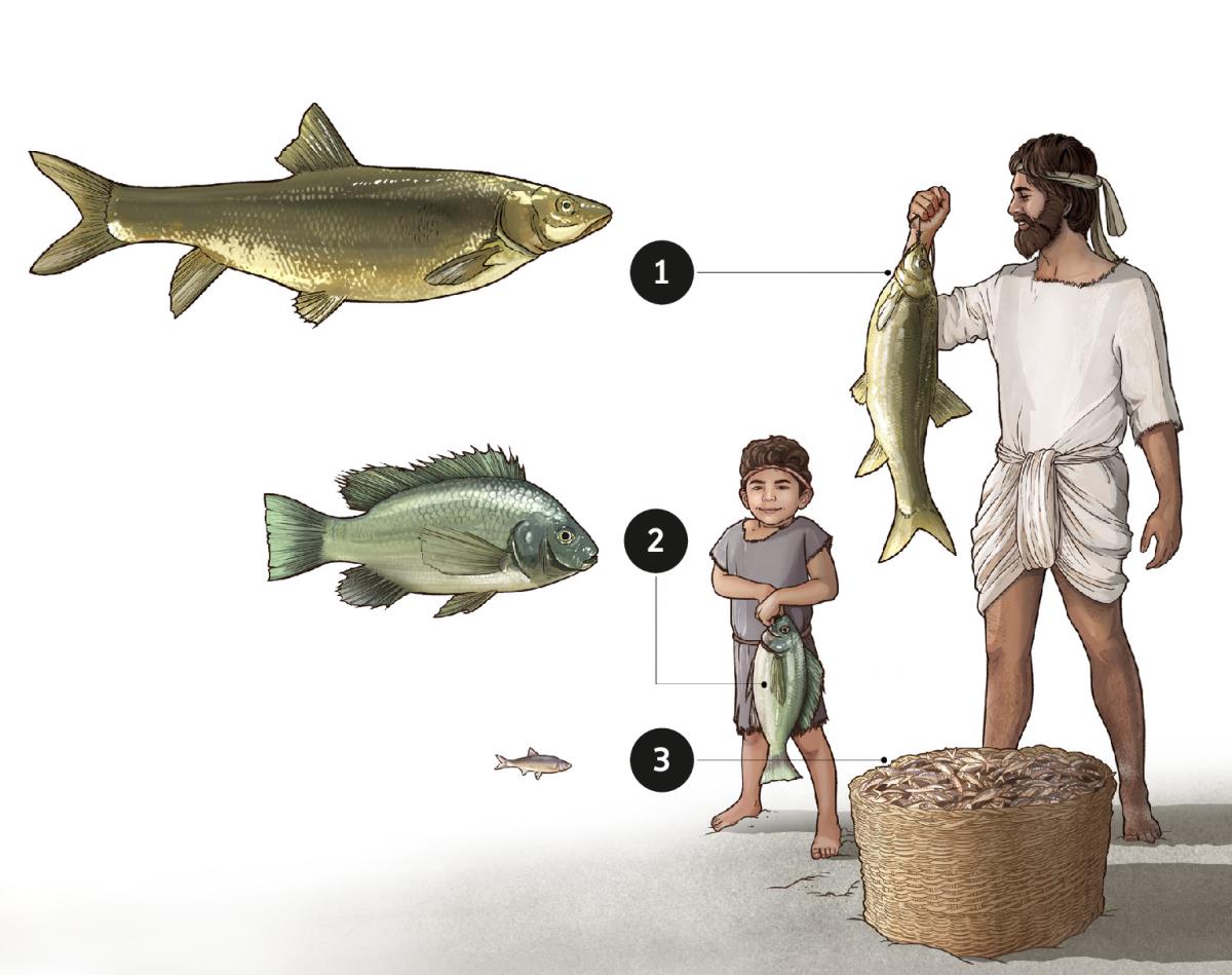 ปลา​ใน​ทะเลสาบ​กาลิลี