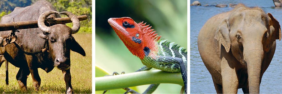 ควาย กิ้งก่า ช้าง