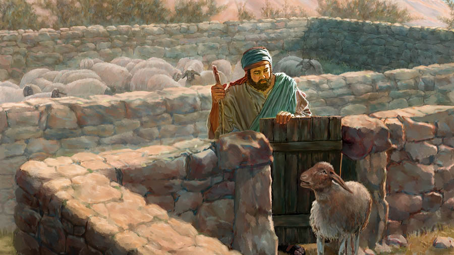 คน​เลี้ยง​แกะ​ไป​หา​แกะ​ที่​ป่วย​ซึ่ง​ถูก​แยก​ออก​จาก​ฝูง