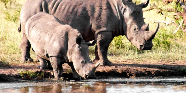 Dalawang rhino