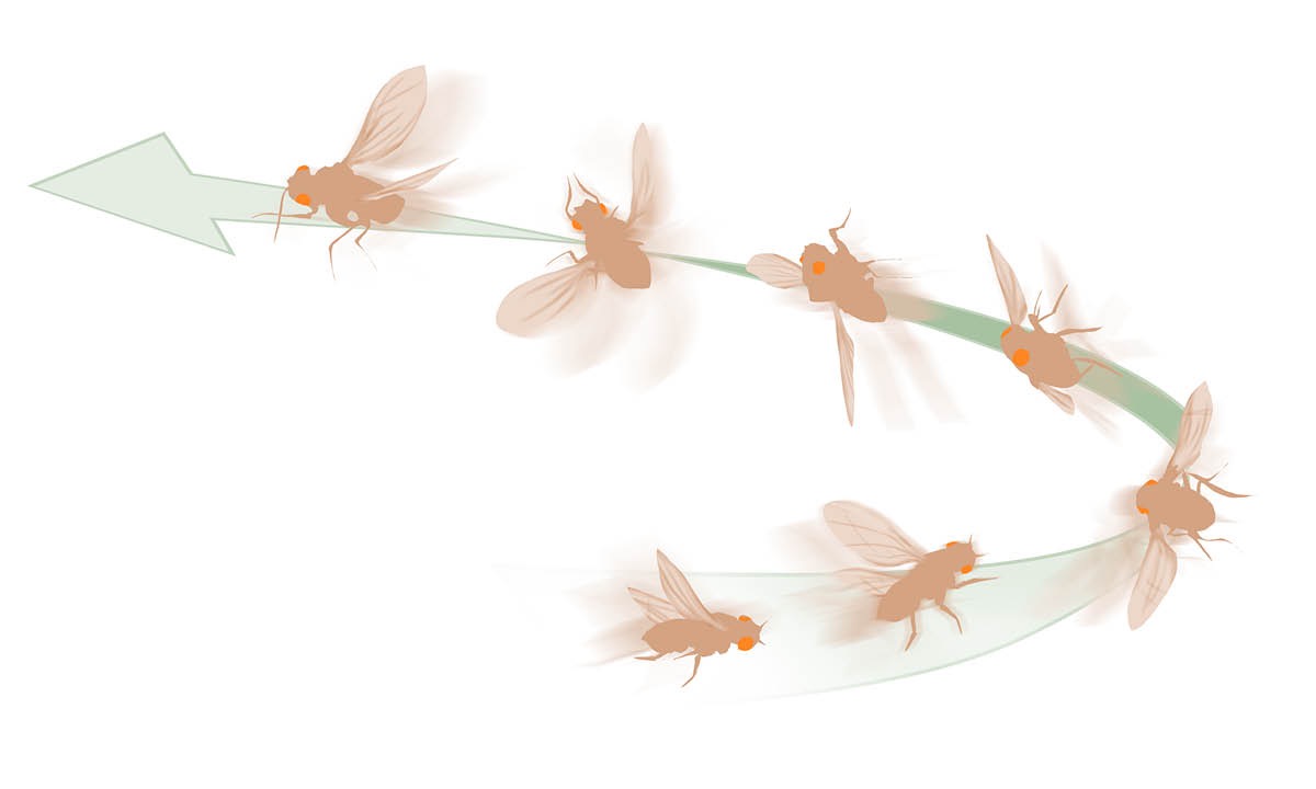 Nagbabago ng direksiyon ang fruit fly