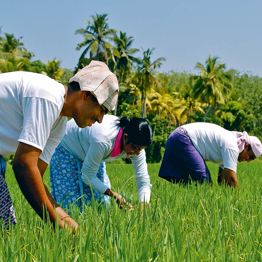 Personas trabajan en un campo
