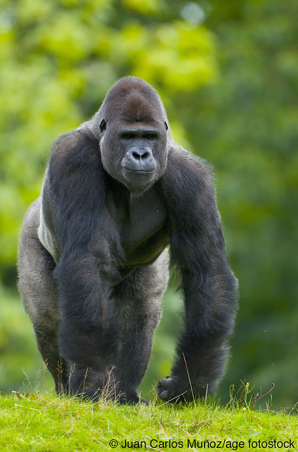 A western lowland gorilla