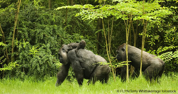 A family of gorillas