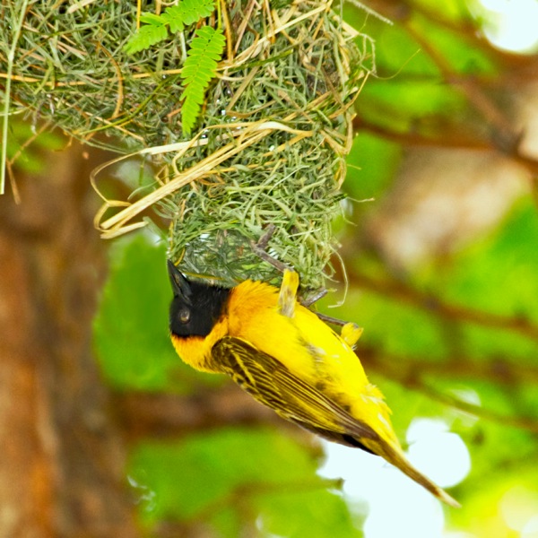 Pisin masked weaver