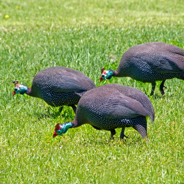 Pisin helmeted guinea fowl