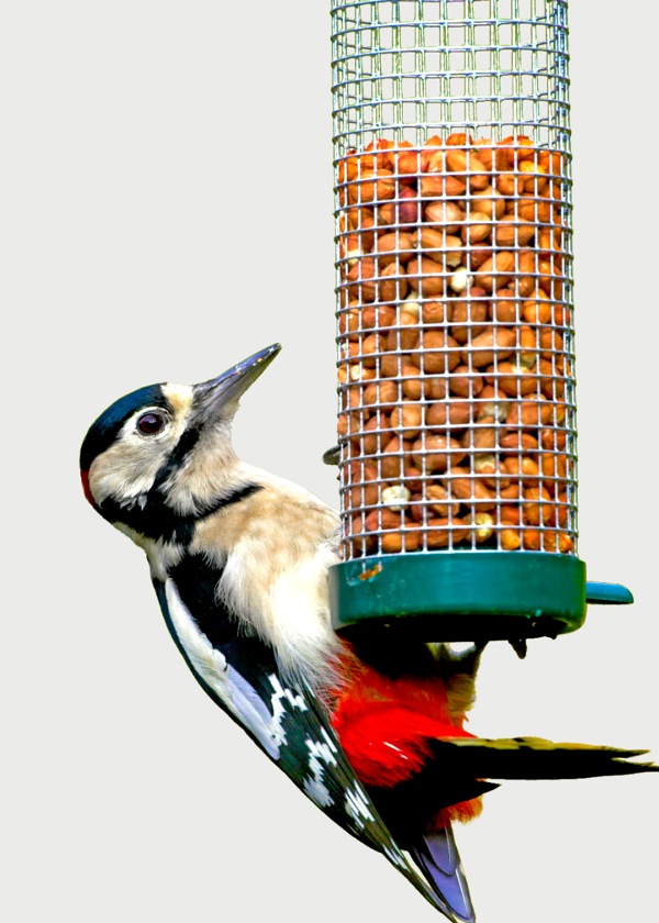 Pisin great spotted woodpecker