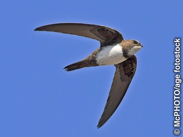 Wanpela pisin alpine swift