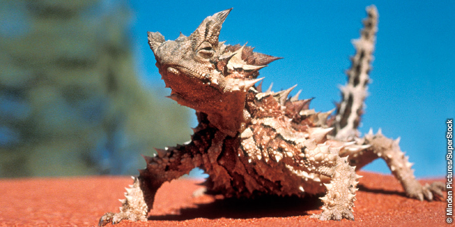 Palai thorny devil