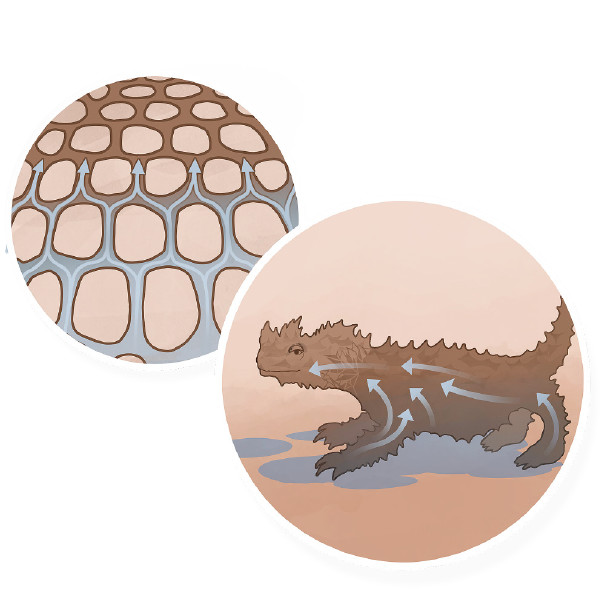 Ol piksa bilong ol grile long skin bilong palai thorny devil