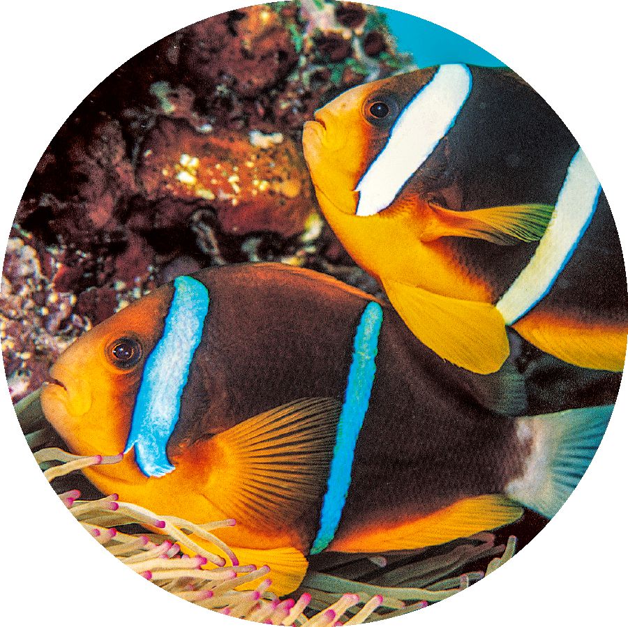 Two-banded klaun pis
