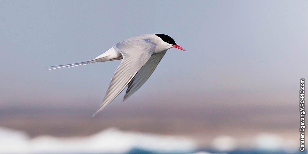 Pisin tern bilong Aktik