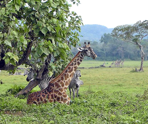 Giraffes and zebras in Africa