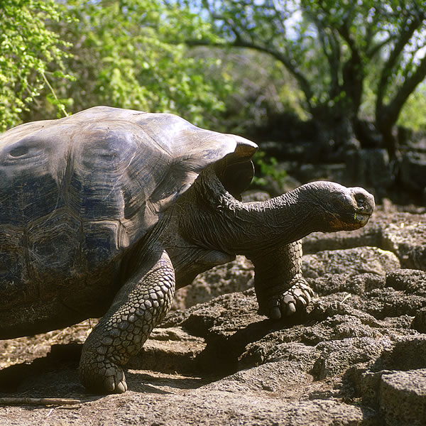 A tortoise