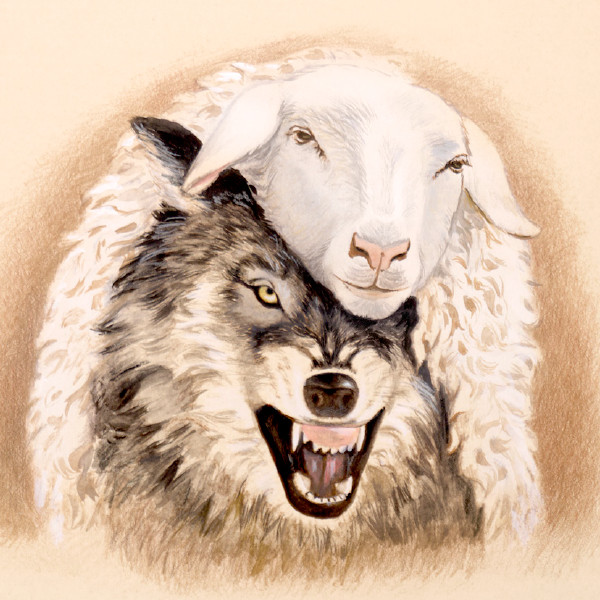Wanpela wulf i pasim skin bilong sipsip