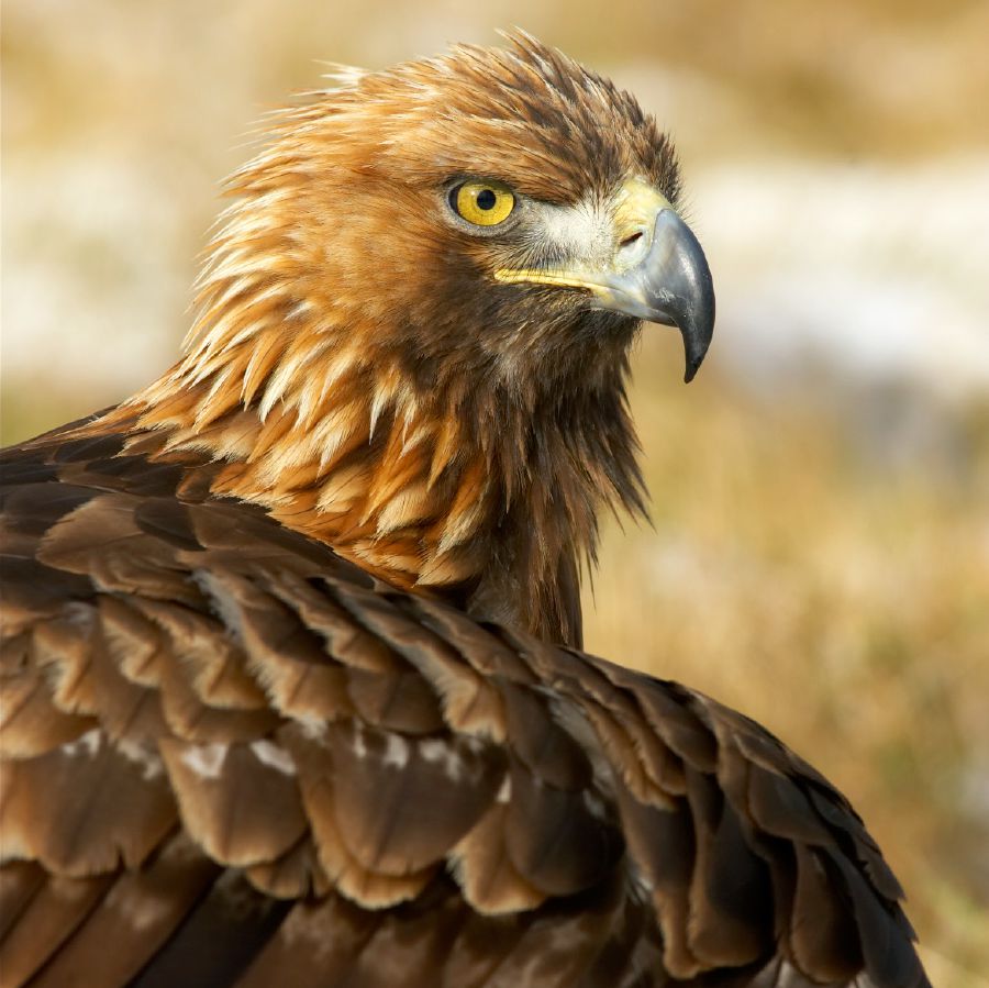 Tarangau