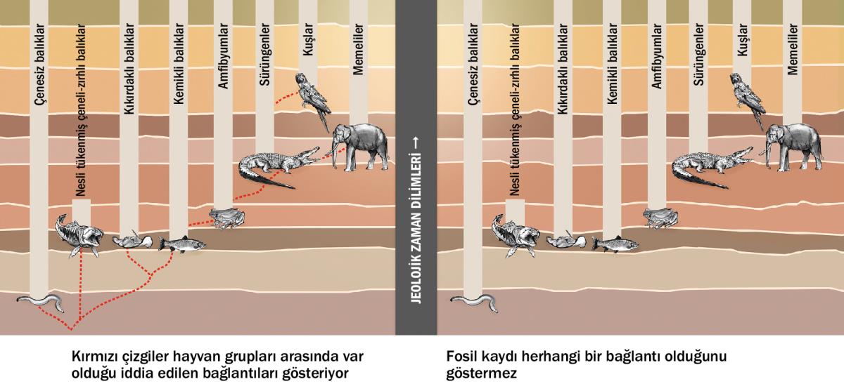 Farklı hayvan türleri arasında olduğu iddia edilen bağlantıları gösteren bir grafik