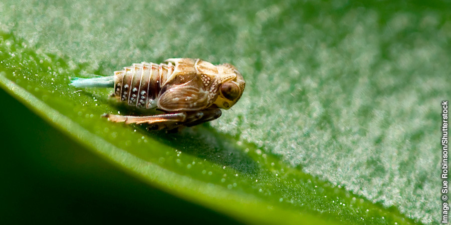 The Issus leafhopper