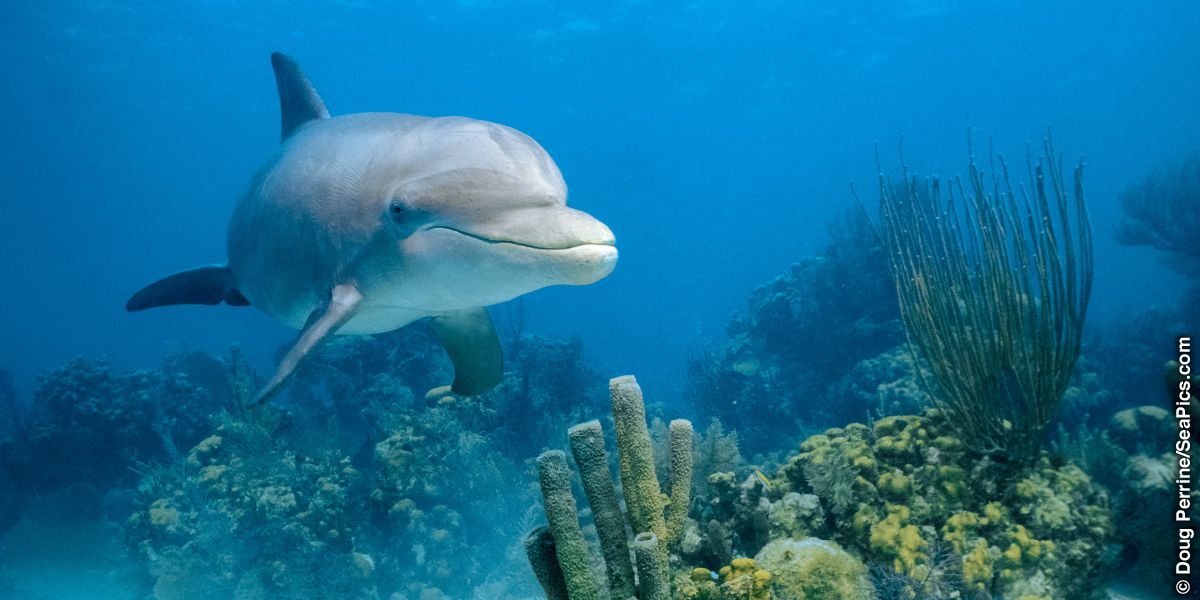 Dolfini