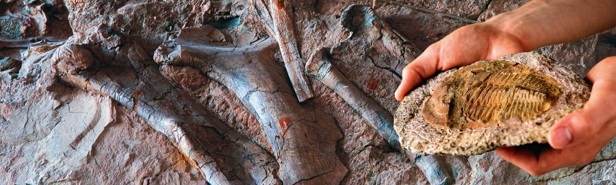 Masalela ya marhambuA fossil