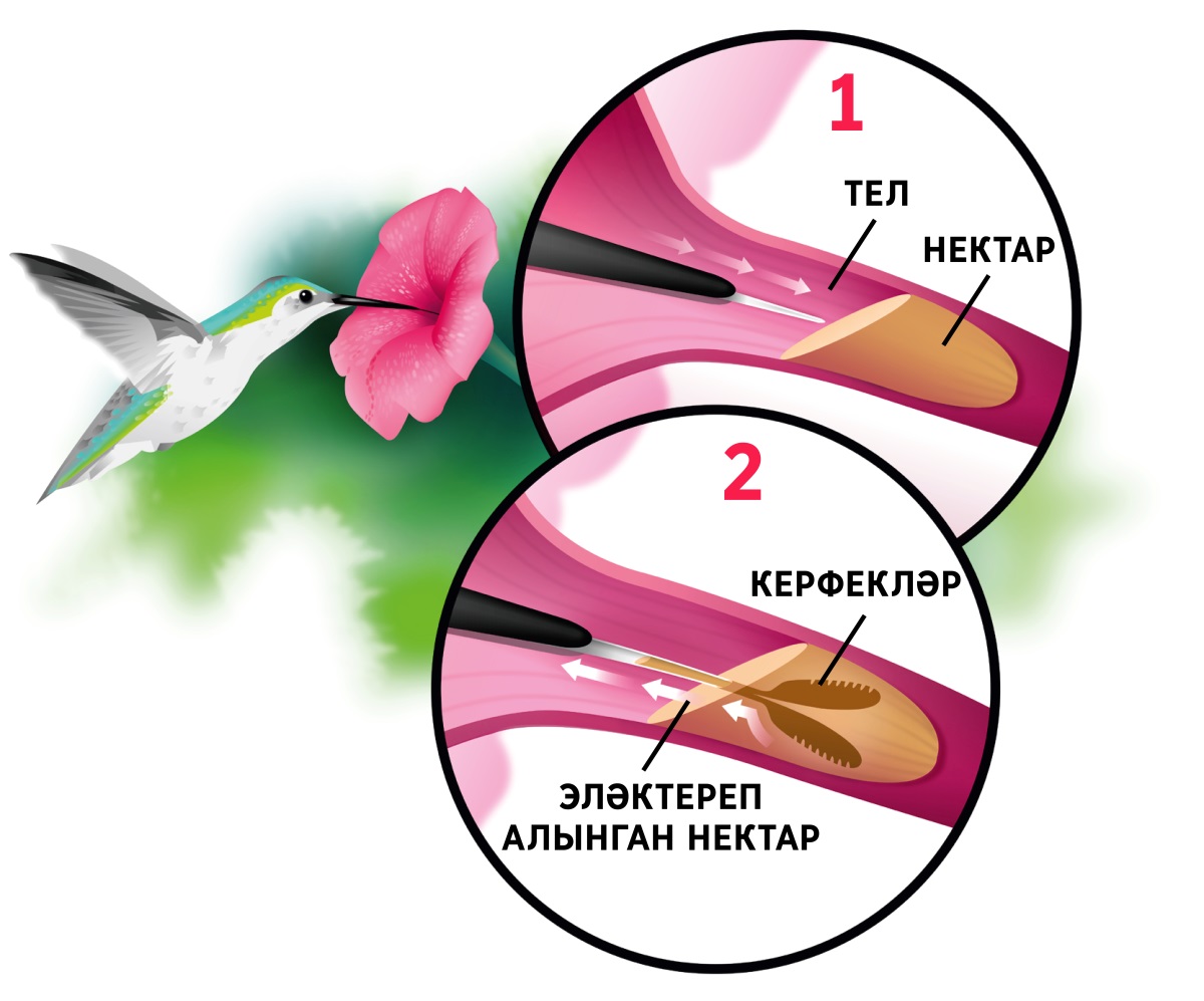 Коллаж. Колибри чәчәктән нектар эчә. Түгәрәкләрдә күрсәтелгән: 1) Колибринең теле нектарга керә. 2) Тел очы икегә аерыла һәм нектарны эләктереп кире томшыкка кайта.