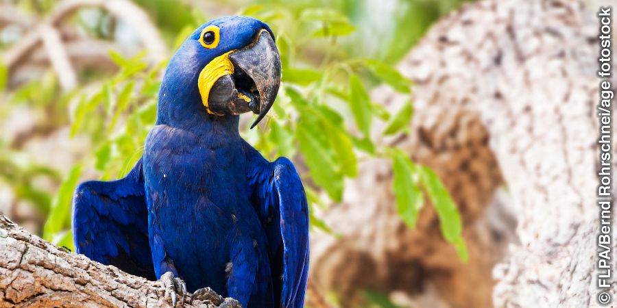 Chiyuni cha macaw chabuluu chomene