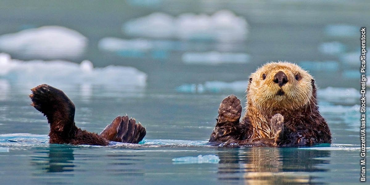 [Chithuzithuzi pa peji 16]Otter