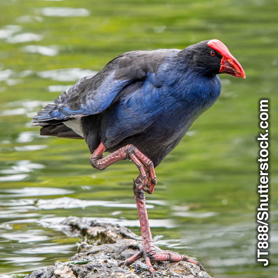 Takahe ntchiyuni icho chikuduka yayi
