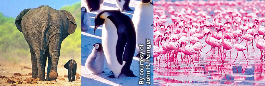 Zovu, viyuni vya penguin, viyuni vya flamingo na vitwana vyawo