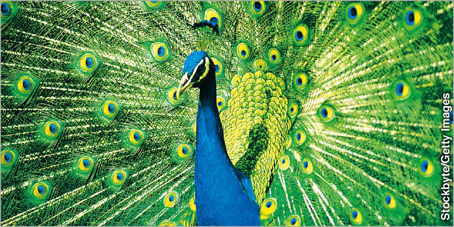 Chiyuni cha peacock