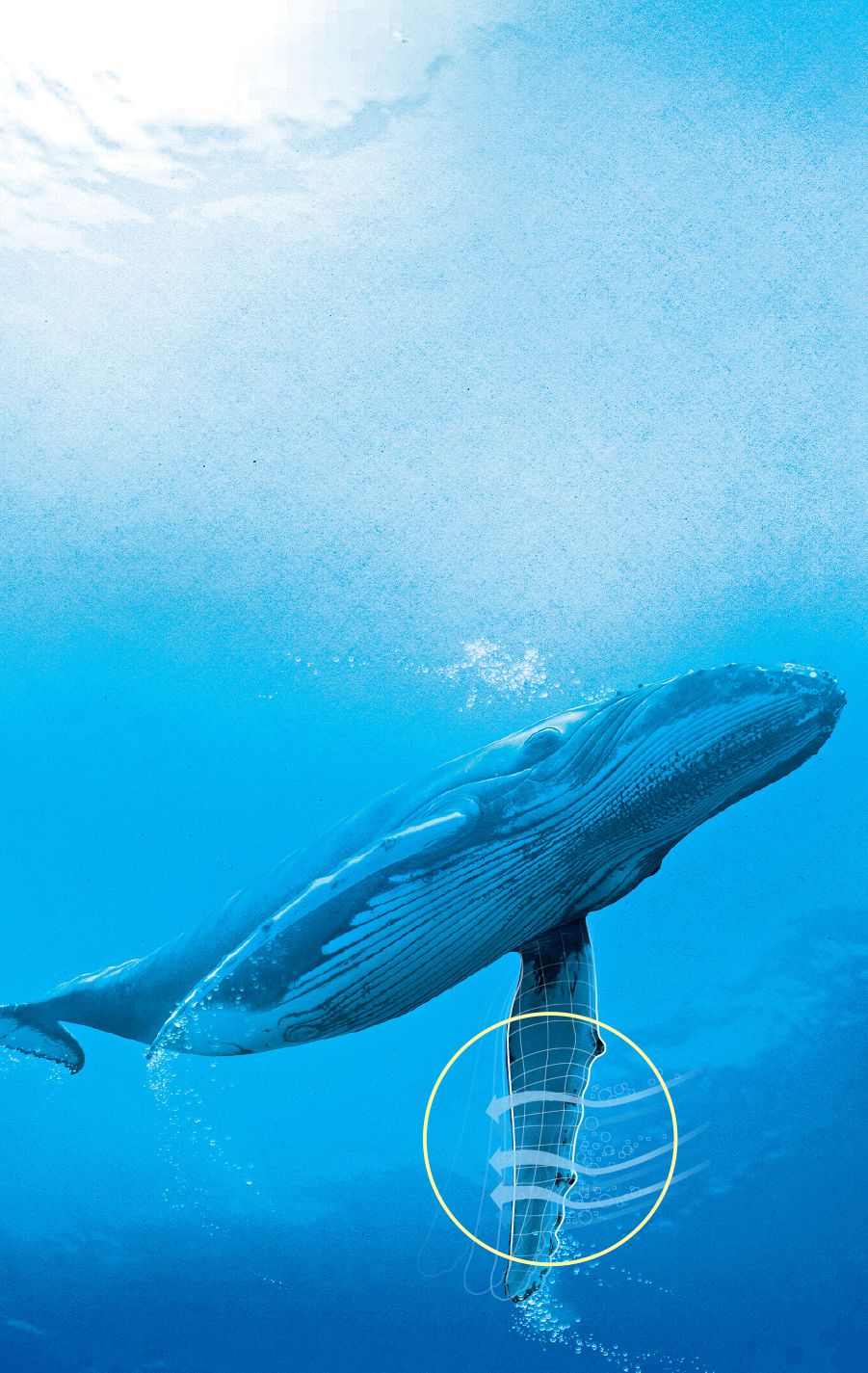 Vishuwiro vya chisomba cha humpback whale