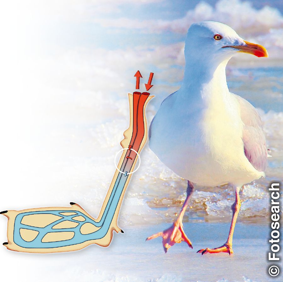 Chiyuni cha seagull chikusunga chithukivu ndipo chikupima yayi nanga chingadeka pa maji ghakukhoma