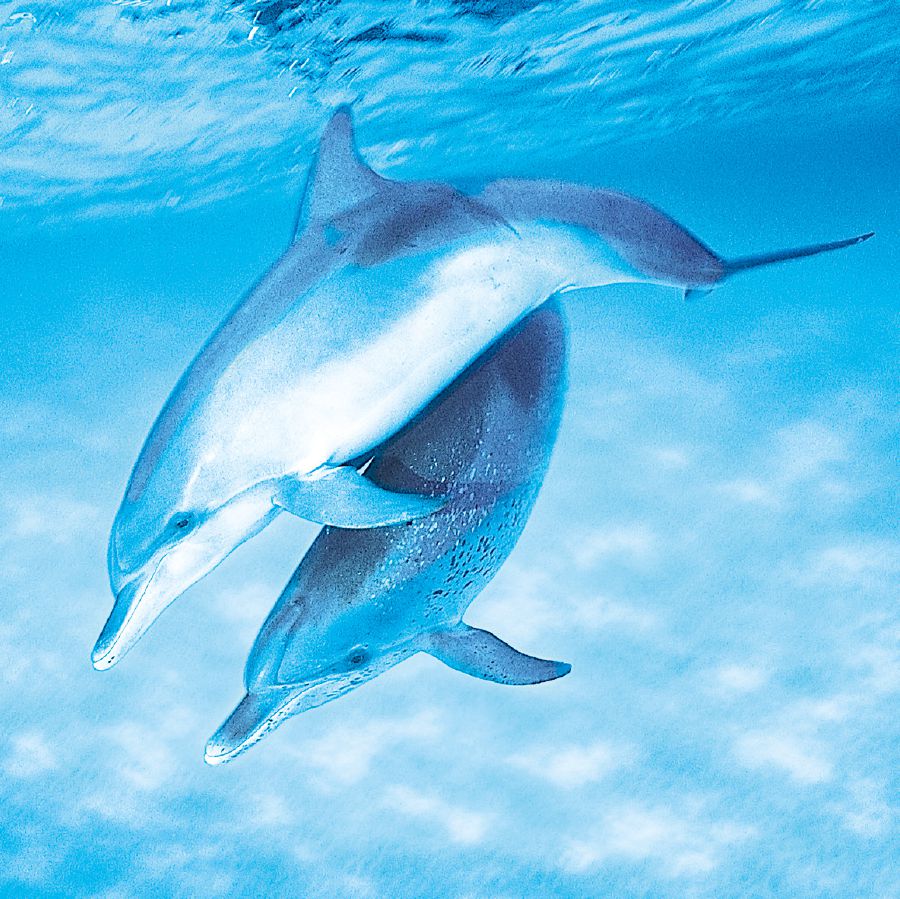 Visomba vya dolphin