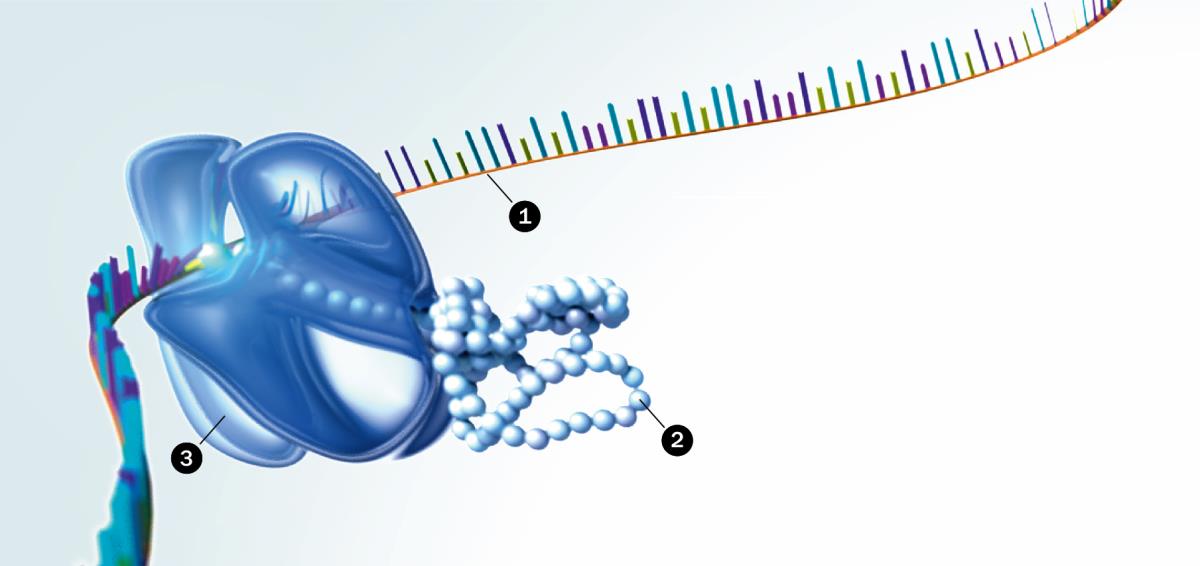 RNA, mapulotini, na maraibozomu