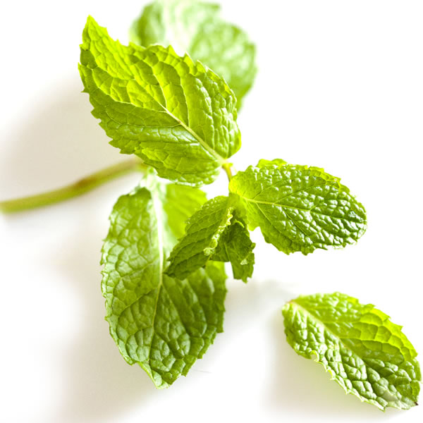 Alavena