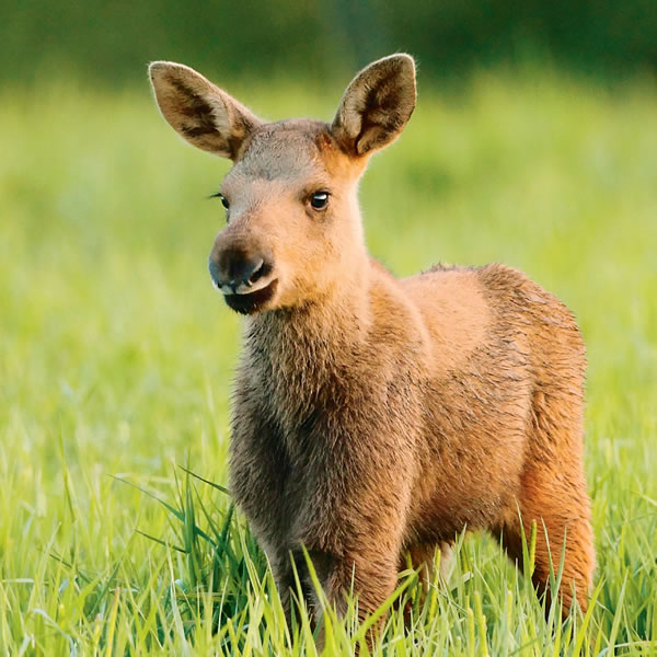 [Ілюстрація на сторінці 9]