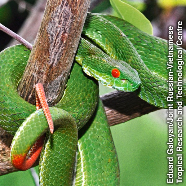 Змія на гілці дерева