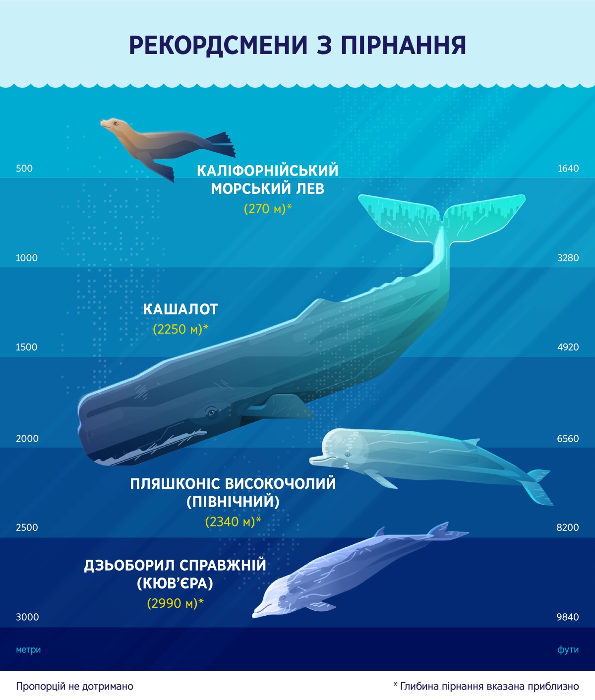Інфографіка: приблизна глибина пірнання чотирьох морських ссавців. 1. Каліфорнійський морський лев: 270 метрів. 2. Кашалот: 2250 метрів. 3. Пляшконіс високочолий (північний): 2340 метрів. 4. Дзьоборил справжній (Кюв’єра): 2990 метрів.