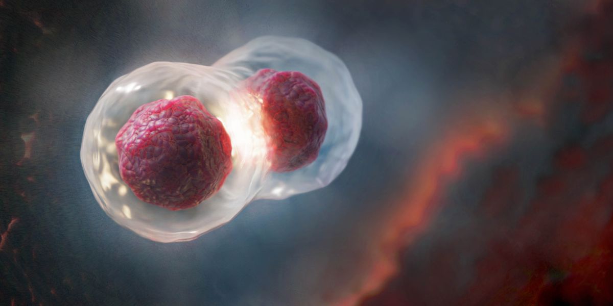 Клітина ділиться на дві.