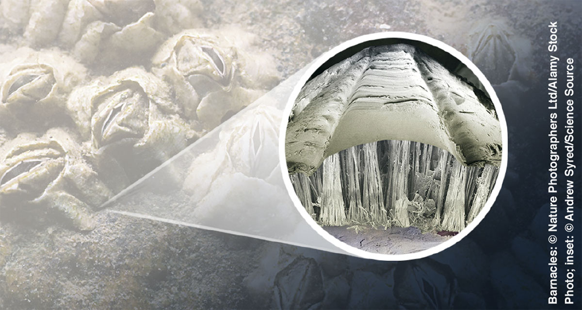 Волокна клею вусоногих