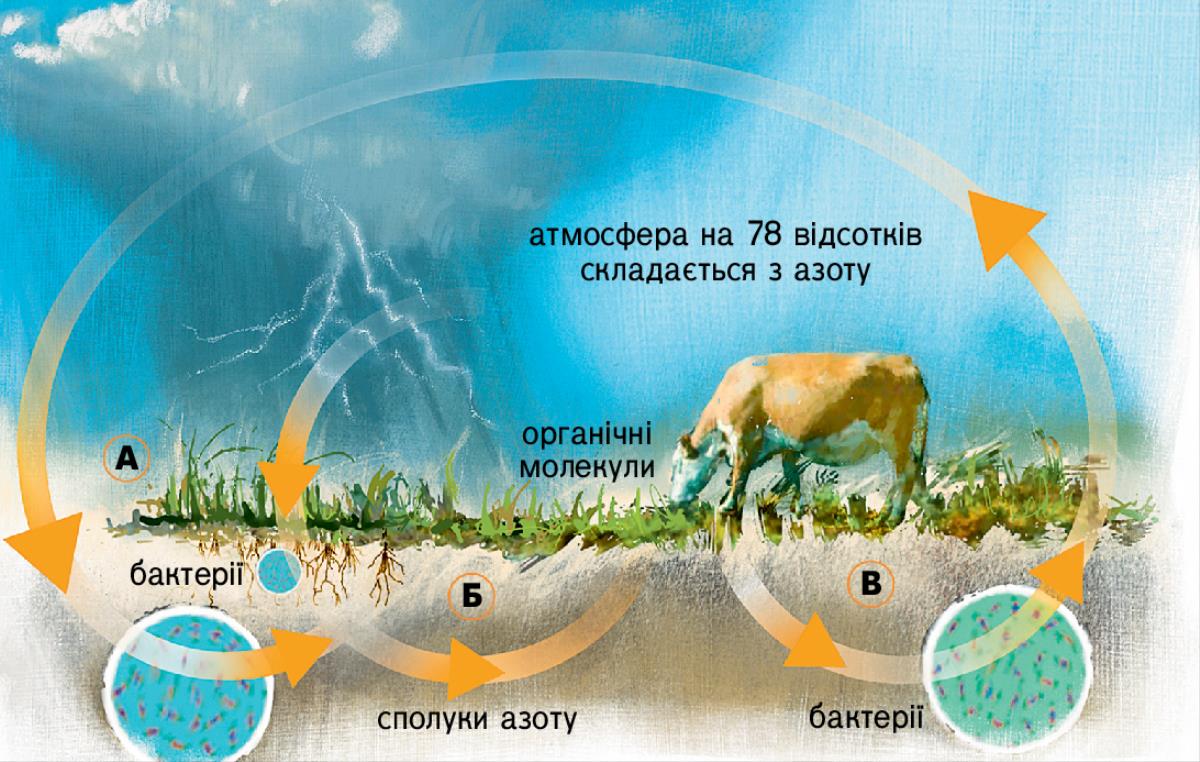 Кругообіг азоту