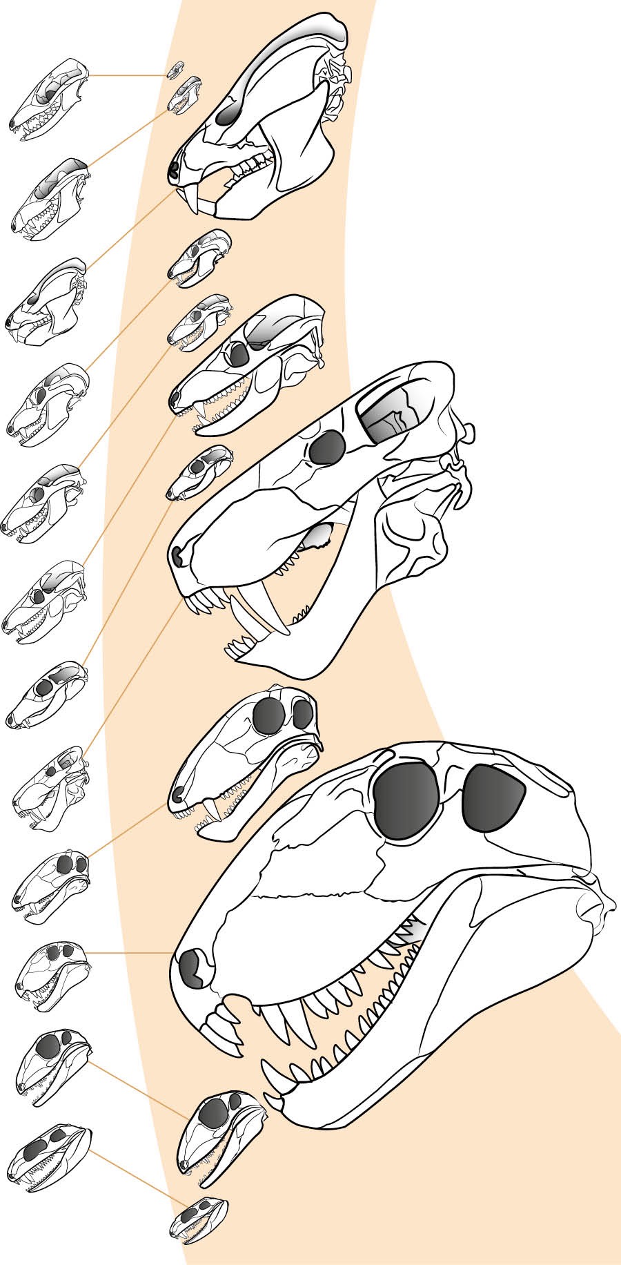 Як зображають викопні рештки в деяких підручниках і справжні розміри в одному масштабі