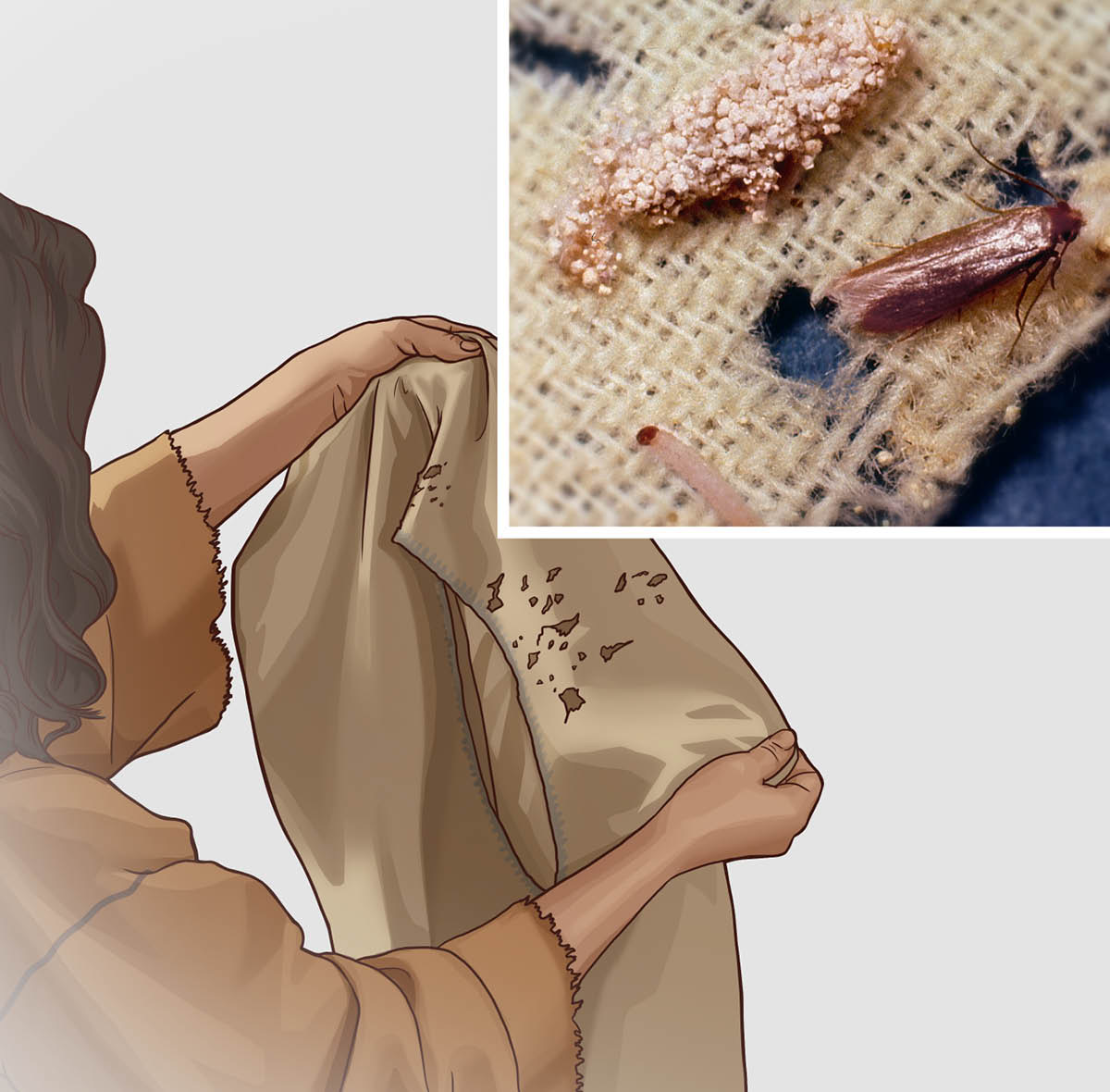 «Вбрання ваше поїла міль»